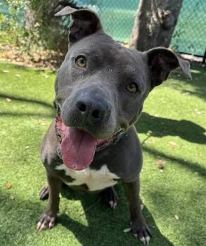 Rescue Mixed Breed Dogs for Adoption in Palmetto, Florida - HULK | PetCurious