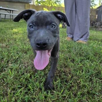 Mister -  American Staffordshire Terrier Dog for Adoption in Des Moines, Iowa - Mister | PetCurious