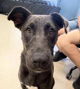 Otter -  Black Labrador Retriever and Mixed Breed Dog for Adoption in Grand Junction, Colorado - Otter | PetCurious