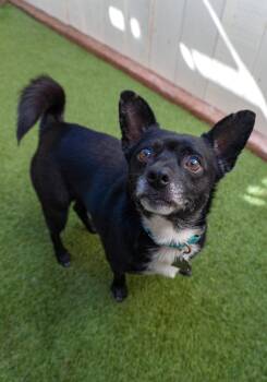 Rescue Chihuahua Dogs for Adoption in Encinitas, California - Chubby Hubby | PetCurious