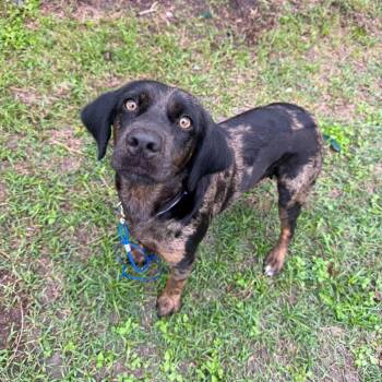 Hound Dogs Available for Adoption in San Antonio, Texas - Mama | PetCurious