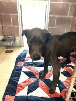 Sawyer -  Pit Bull Terrier and Mixed Breed Dog for Adoption in Savannah, Georgia - Sawyer | PetCurious