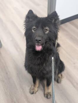Pony -  Shepherd and Mixed Breed Dog for Adoption in Calgary, Alberta - Pony | PetCurious