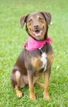 Bailee -  Chocolate Labrador Retriever and Doberman Pinscher Dog for Adoption in Zachary, Louisiana - Bailee | PetCurious