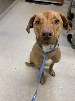 American Bulldog and Mixed Breed Dogs Available for Adoption - CINNAMON | PetCurious