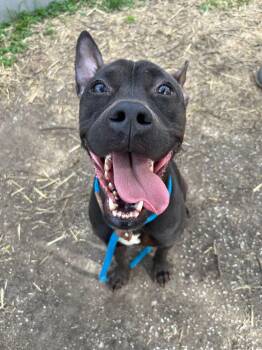 Pit Bull Terrier Dogs Available for Adoption in Chicago, Illinois - Freta | PetCurious