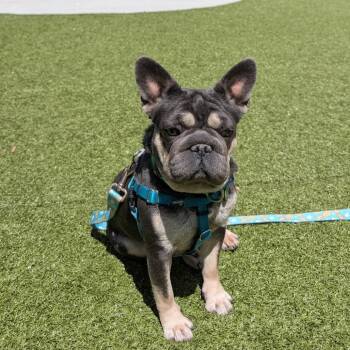 Mixed Breed Dogs Available for Adoption in Hailey, Idaho - Dallas | PetCurious