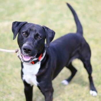 Joe -  Labrador Retriever and Mixed Breed Dog for Adoption in Atlanta, Georgia - Joe | PetCurious