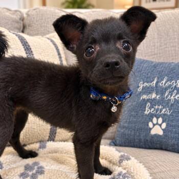 Archie -  Chihuahua Dog for Adoption in Baytown, Texas - Archie | PetCurious