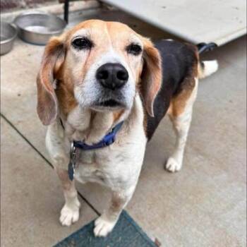Colby -  Beagle Dog for Adoption in Spring Hill, Tennessee - Colby | PetCurious