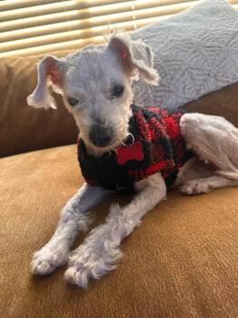 Kiko -  Poodle Dog for Adoption in El Cajon, California - Kiko | PetCurious