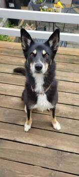 Alyana -  German Shepherd Dog Dog for Adoption in Fredonia, Wisconsin - Alyana | PetCurious