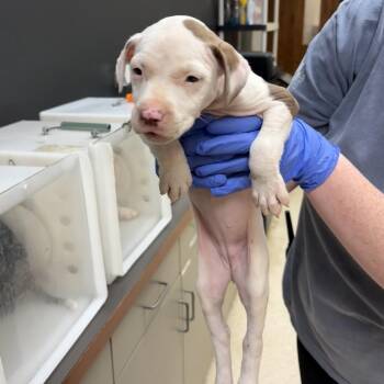 9967 -  Mixed Breed Dog for Adoption in Columbus, Georgia - 9967 | PetCurious