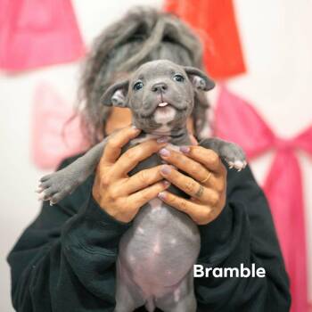 Mixed Breed Dogs Available for Adoption - Bramble | PetCurious