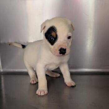 Shepherd Dogs Available for Adoption - Buckwheat | PetCurious