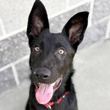 German Shepherd Dog Dogs Available for Adoption - Panther | PetCurious