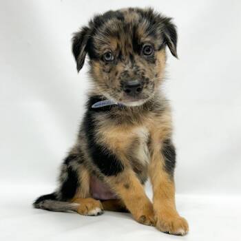819 (2026) Neapolitan -  German Shepherd Dog and Australian Shepherd Dog for Adoption in Parker, Colorado - 819 (2026) Neapolitan | PetCurious