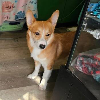 Corgi Dogs Available for Adoption - Cooper | PetCurious