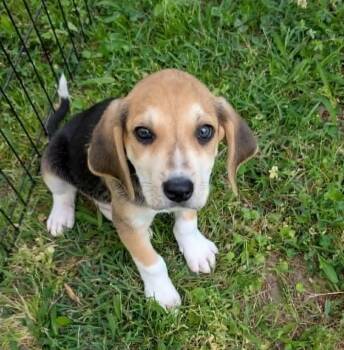 Beagle Dogs Available for Adoption in Watertown, Connecticut - Archie | PetCurious