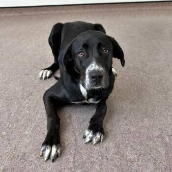 Betty -  Labrador Retriever Dog for Adoption in Brentwood, Missouri - Betty | PetCurious