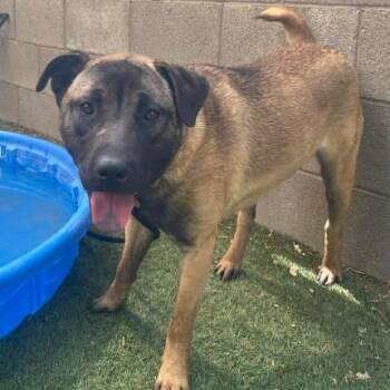 Shepherd Dogs Available for Adoption in Fort Collins, Colorado - Tater | PetCurious
