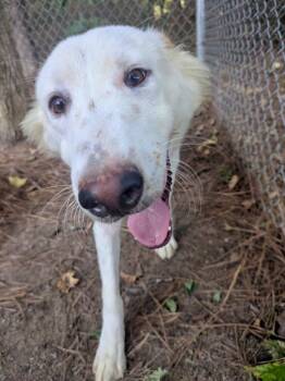 Cozmo -  Shepherd Dog for Adoption in Little Rock, Arkansas - Cozmo | PetCurious