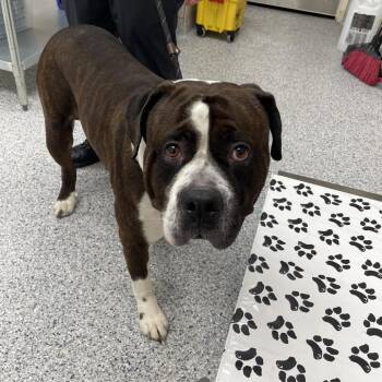 Prince -  Saint Bernard and Mixed Breed Dog for Adoption in Chicago, Illinois - Prince | PetCurious