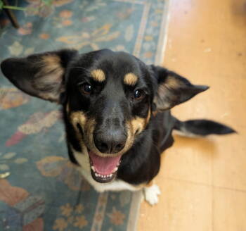 Rescue Mixed Breed Dogs for Adoption in Germantown, Ohio - Wobbles | PetCurious