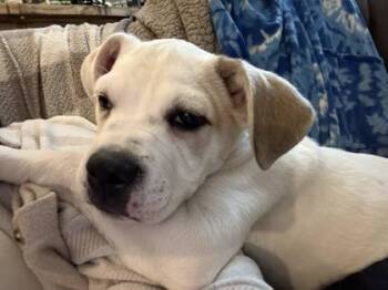 Rescue Mixed Breed Dogs for Adoption in Hobart, Indiana - Topo Chico | PetCurious