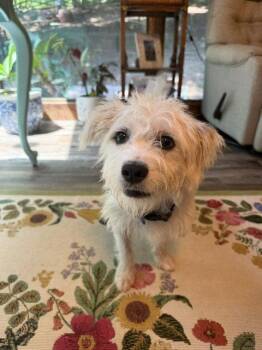 Dot Marie -  Terrier Dog for Adoption in Milton, Georgia - Dot Marie | PetCurious