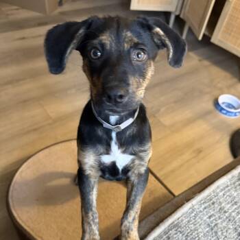 German Shepherd Dog and Terrier Dogs Available for Adoption - Poppy | PetCurious