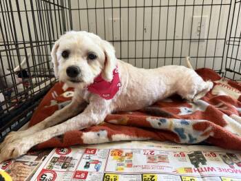 Avis -  Poodle Dog for Adoption in Canutillo, Texas - Avis | PetCurious