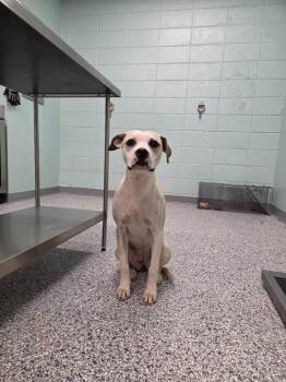 Joanna -  Terrier Dog for Adoption in Athens, Tennessee - Joanna | PetCurious