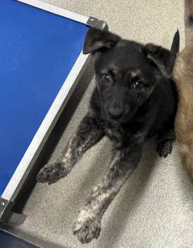 Shepherd Dogs Available for Adoption in Sterling, Massachusetts - Rye 9 Weeks AVAILABLE 5/6 | PetCurious