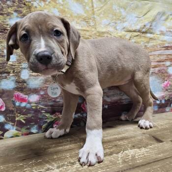Lyra -  Boxer and Mixed Breed Dog for Adoption in Normal, Illinois - Lyra | PetCurious