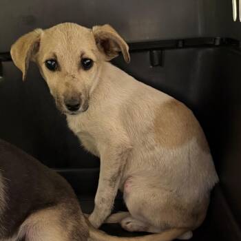 Jazzy -  Shepherd and Terrier Dog for Adoption in Birmingham, Alabama - Jazzy | PetCurious