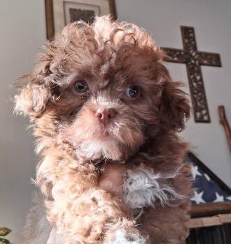 Indy -  Shih Tzu and Poodle Dog for Adoption in Staatsburg, New York - Indy | PetCurious