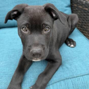 Baxter -  German Shepherd Dog Dog for Adoption in Krum, Texas - Baxter | PetCurious
