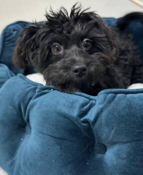 Rescue Miniature Poodle and Shih Poo Dogs for Adoption in Montclair, New Jersey - Shampoo | PetCurious
