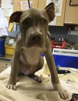 JIMBO -  Pit Bull Terrier Dog for Adoption in Riverside, California - JIMBO | PetCurious
