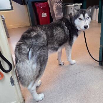 Siberian Husky Dogs Available for Adoption in Pasadena, California - Bowie | PetCurious