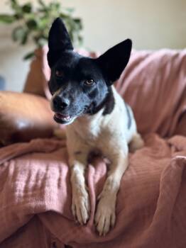 Rescue Rat Terrier and Jack Russell Terrier Dogs for Adoption in Tucson, Arizona - Spot | PetCurious