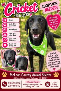 Lyric (AKA Cricket) -  Black Labrador Retriever Dog for Adoption in Calhoun, Kentucky - Lyric (AKA Cricket) | PetCurious