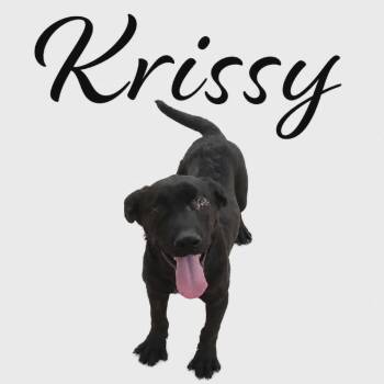 Australian Cattle Dog Blue Heeler and Mixed Breed Dogs Available for Adoption in Parker, Colorado - 563 (2026) Krissy | PetCurious