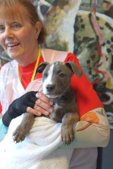 MCA -  Mixed Breed Dog for Adoption in West Chester, Pennsylvania - MCA | PetCurious