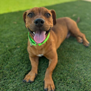 Rescue Dachshund and Chocolate Labrador Retriever Dogs for Adoption in Las Vegas, Nevada - Puppertot | PetCurious