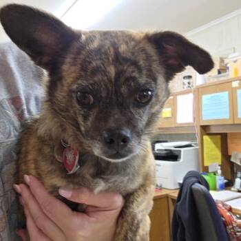 Jovi -  Chihuahua and Dachshund Dog for Adoption in Breese, Illinois - Jovi | PetCurious