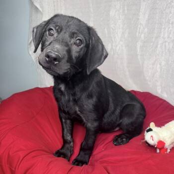 Black Labrador Retriever and Coonhound Dogs Available for Adoption in Atlanta, Texas - Henry | PetCurious