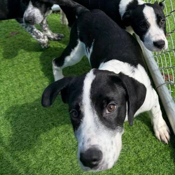 Thor -  Labrador Retriever and Pointer Dog for Adoption in Lakewood Ranch, Florida - Thor | PetCurious