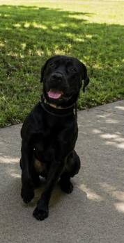 DEXTER -  Labrador Retriever and Cane Corso Dog for Adoption - DEXTER | PetCurious